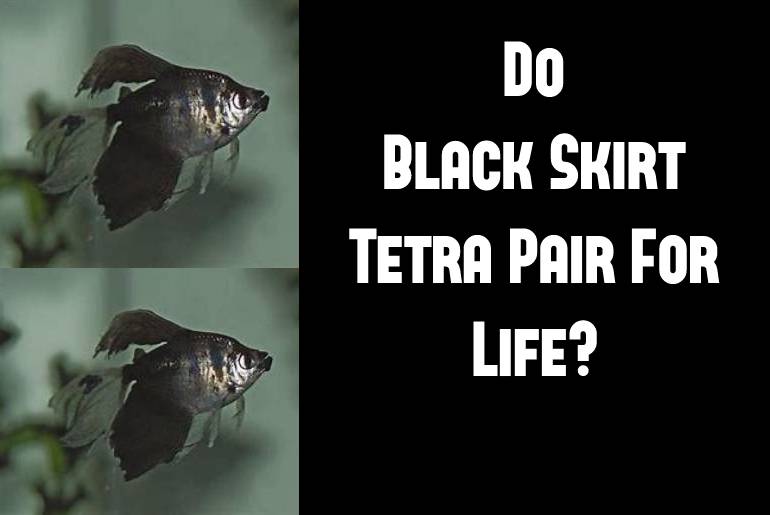 black skirt tetra pair for life