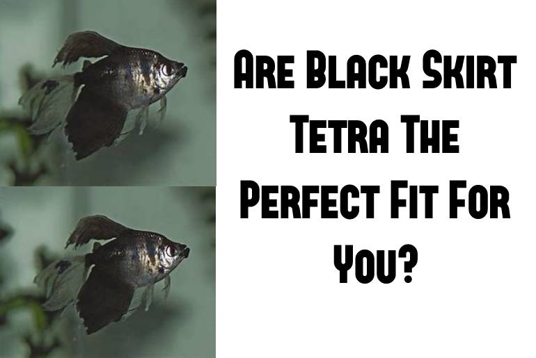 black skirt tetra perfect fit for you