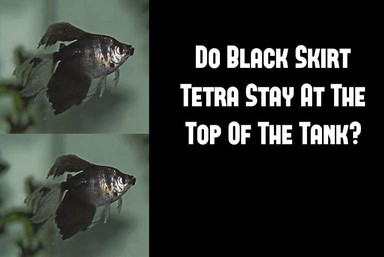 black skirt tetra stay at top of the tank