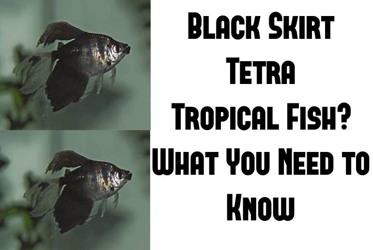 black skirt tetra tropical fish