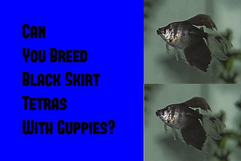 black skirt tetras breed with guppies