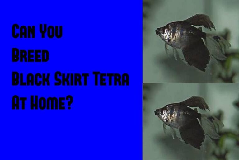 Breeding Black Skirt Tetra At Home A StepbyStep Guide