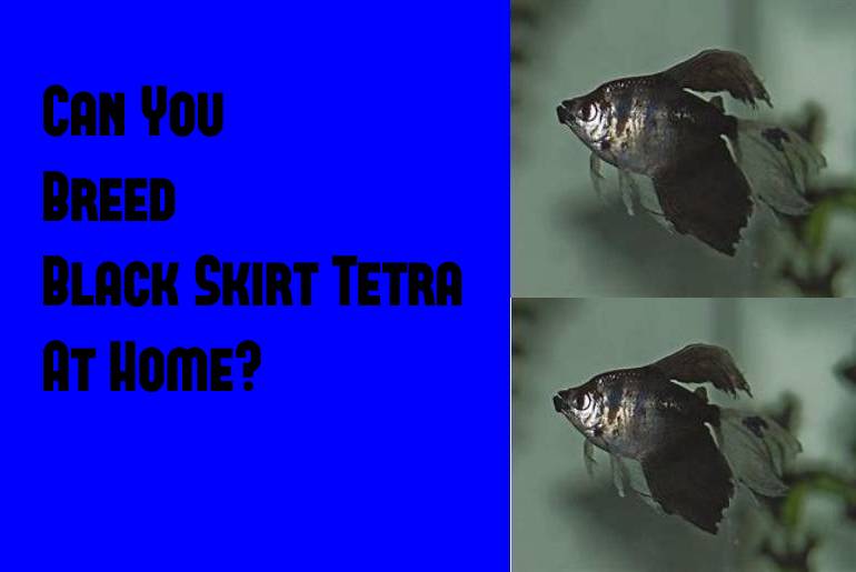 breeding black skirt tetra at home
