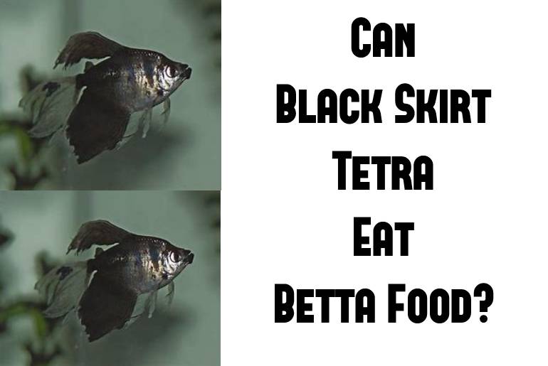 Can Black Skirt Tetra Eat Betta Food?