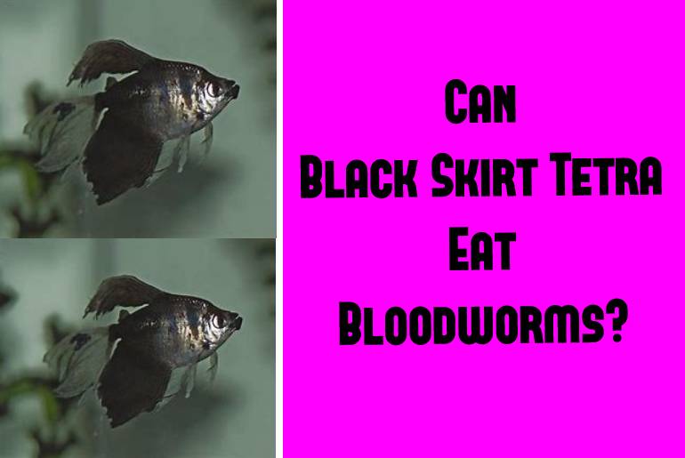 black skirt tetra eat bloodworms