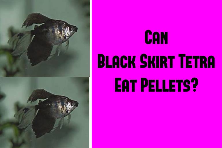black skirt tetra eat pellets