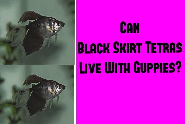 black skirt tetra and guppies
