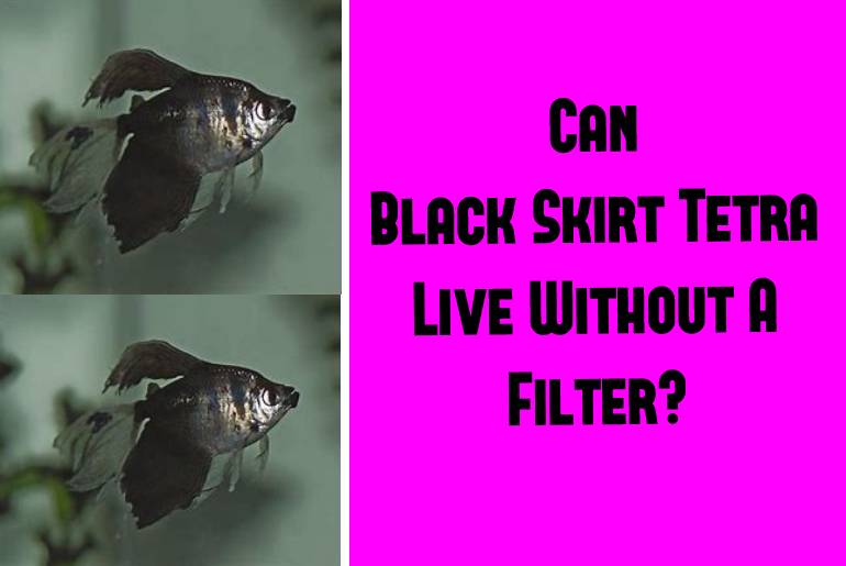 black skirt tetra live without filter