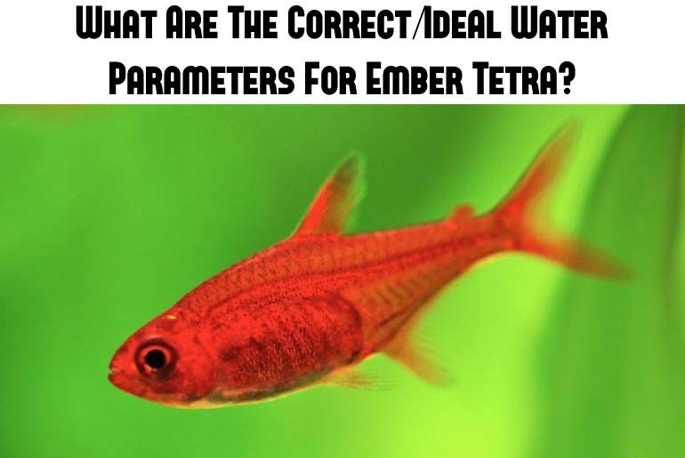 ideal water parameters for ember tetra