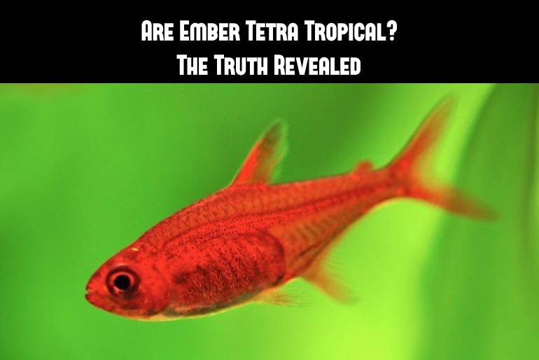 ember tetra tropical fish