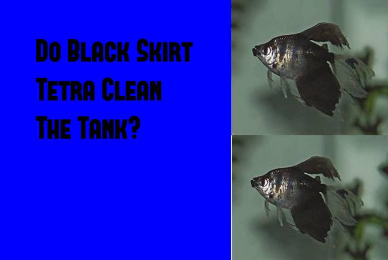 clean the tank