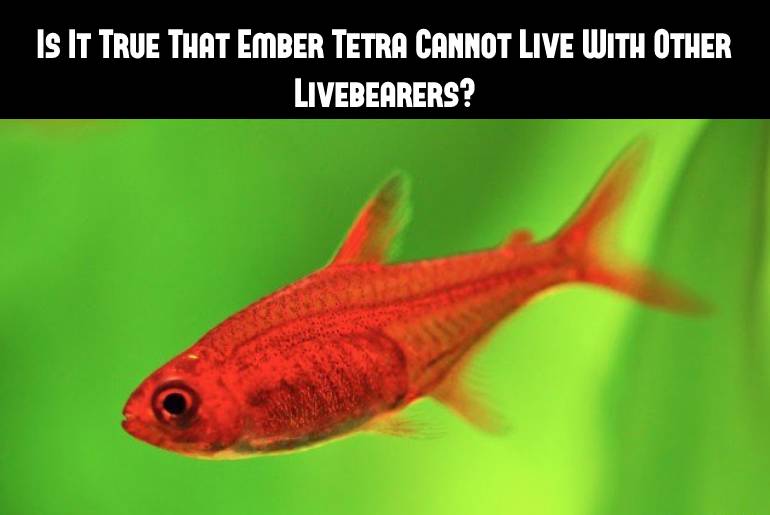 ember tetra cannot live with other livebearers
