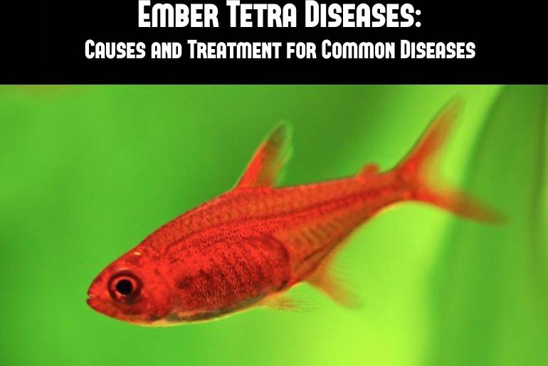 Ember Tetra Diseases: Causes and Treatment for Common Diseases