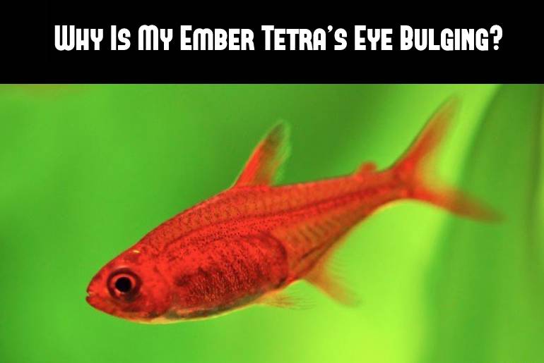 ember tetra's eye bulging