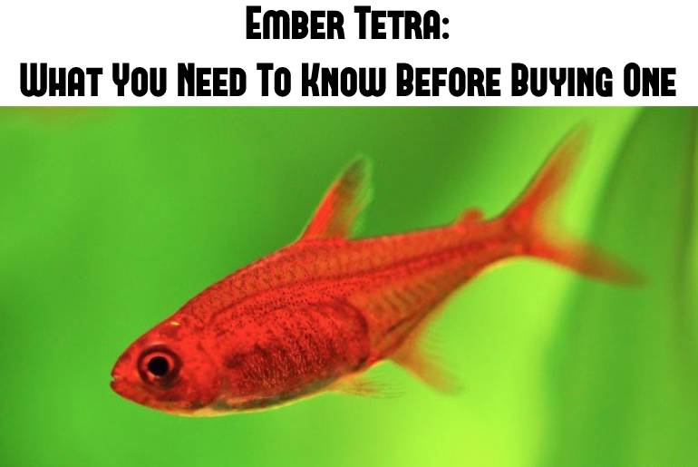 ember tetra what you need to know before buying one