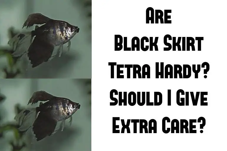 is black skirt tetra hardy