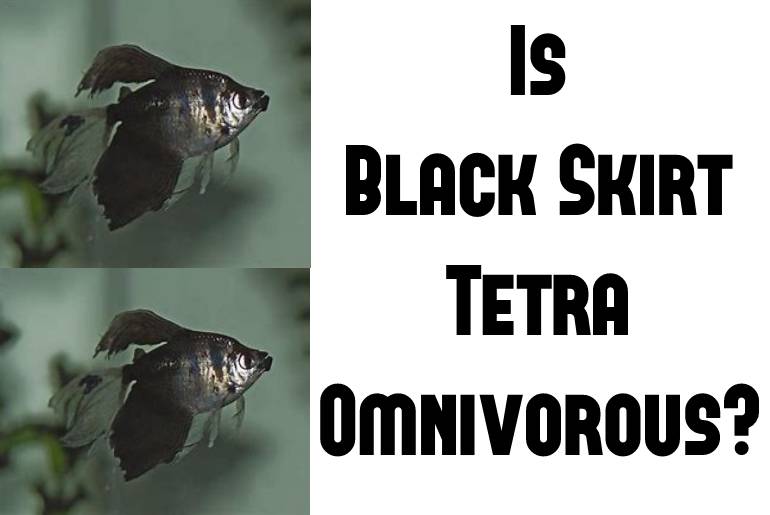 is black skirt tetra omnivorous