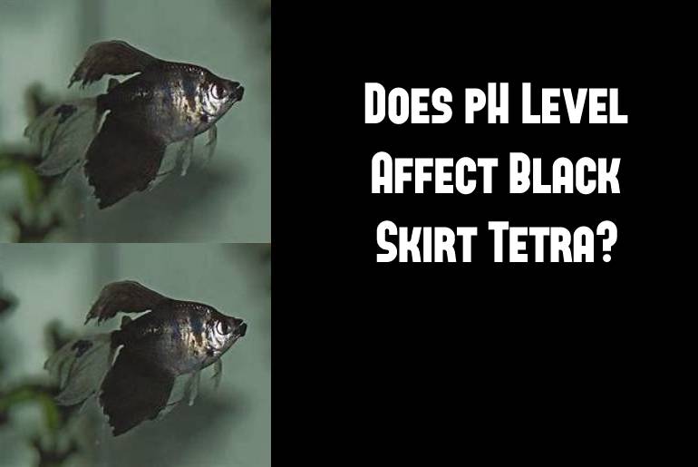 ph level affecr black skirt tetra