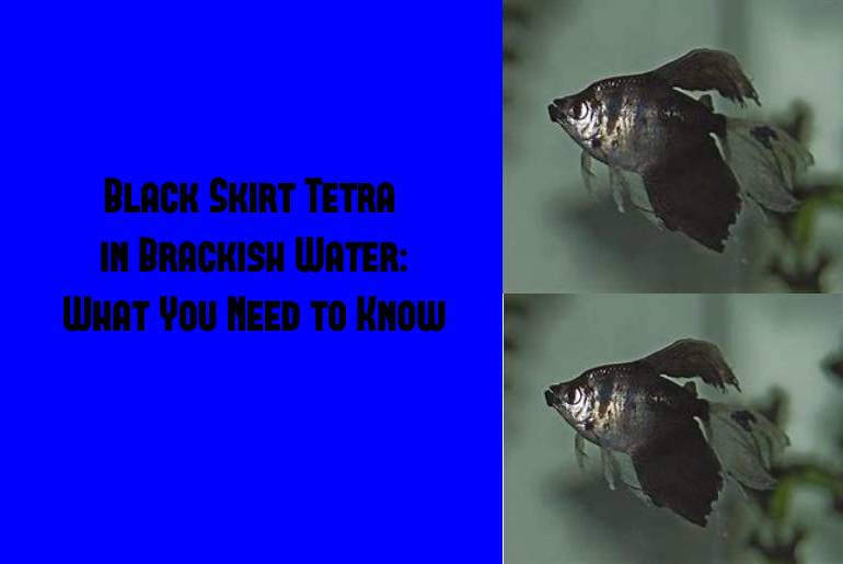 black skirt tetra in brackish water