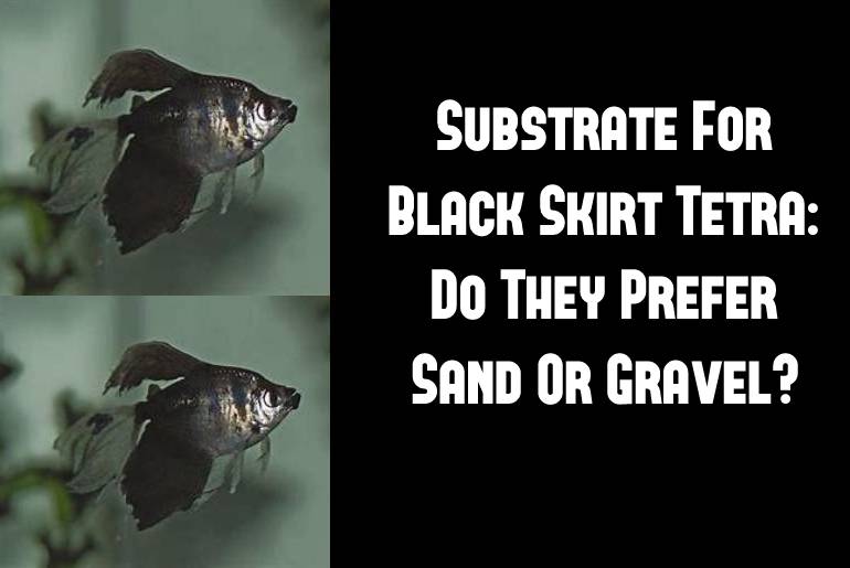 substrate for black skirt tetra