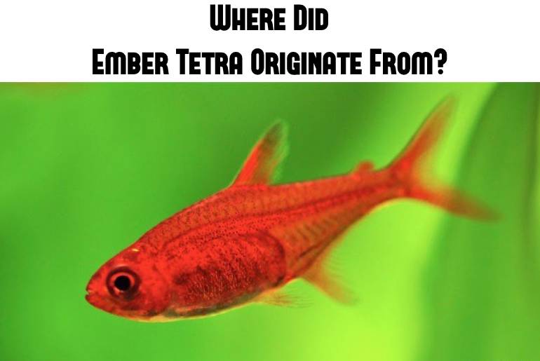 ember tetra originate from