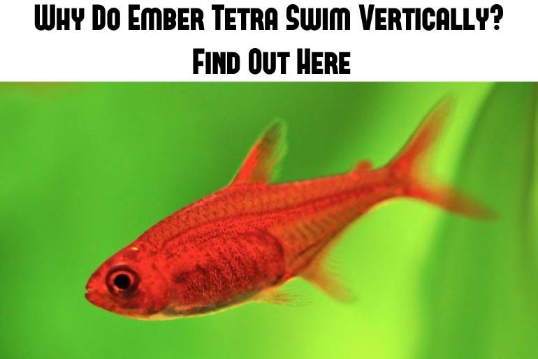 ember tetra swimming vertically