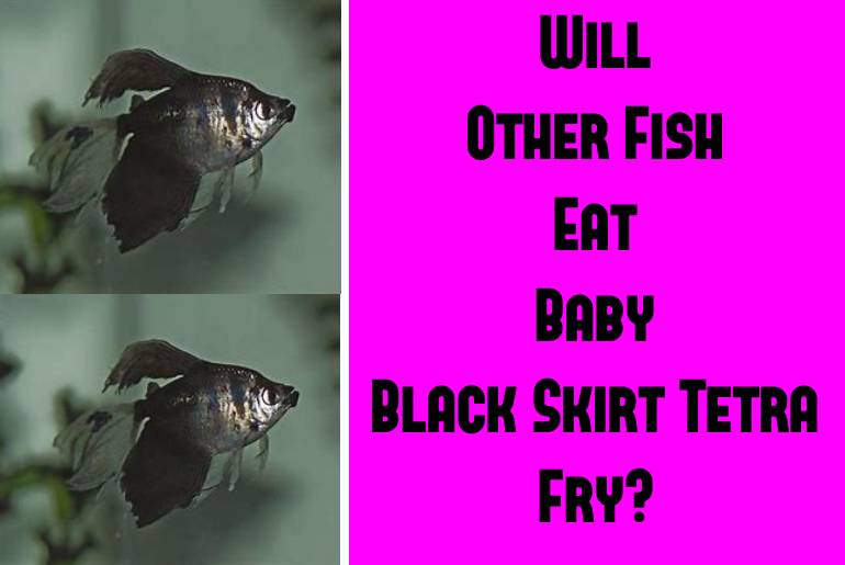 other fish eat baby black skirt tetra