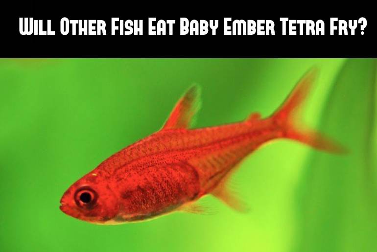 other fish eat baby ember tetra