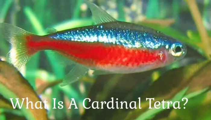 What Is A Cardinal Tetra?