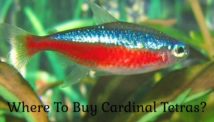 Where To Buy Cardinal Tetras?