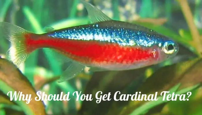 Why Should You Get Cardinal Tetra?