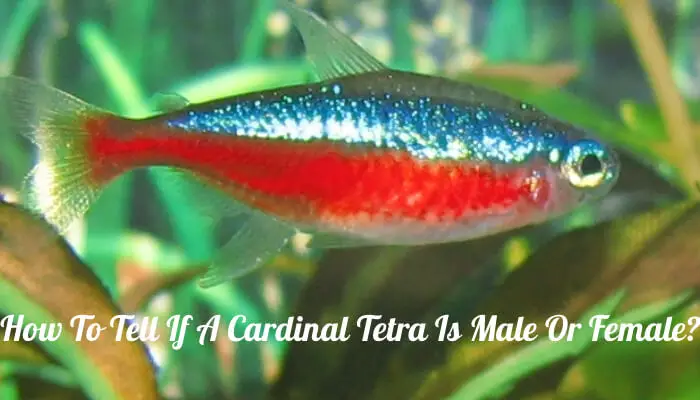 How To Tell If A Cardinal Tetra Is Male Or Female?