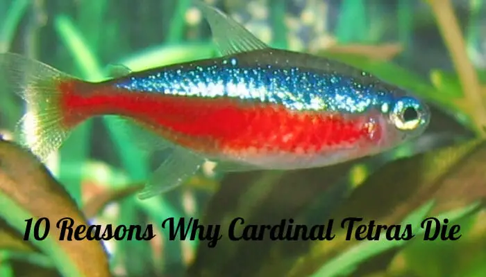 10 Reasons Why Cardinal Tetras Die