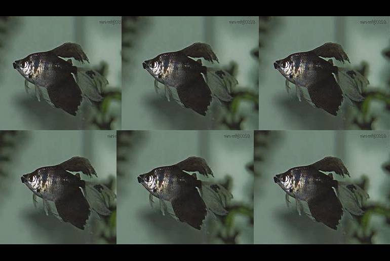 black skirt tetras schooling fish