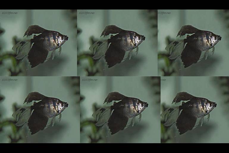 growth stages of black skirt tetra