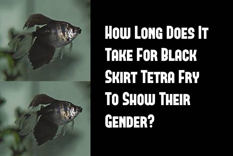 black skirt tetra fry show its gender