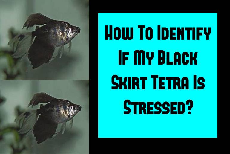 black skirt tetra is stressed