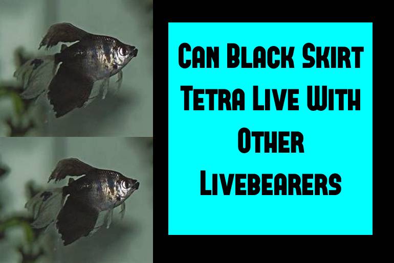 can black skirt tetra live with other livebearers