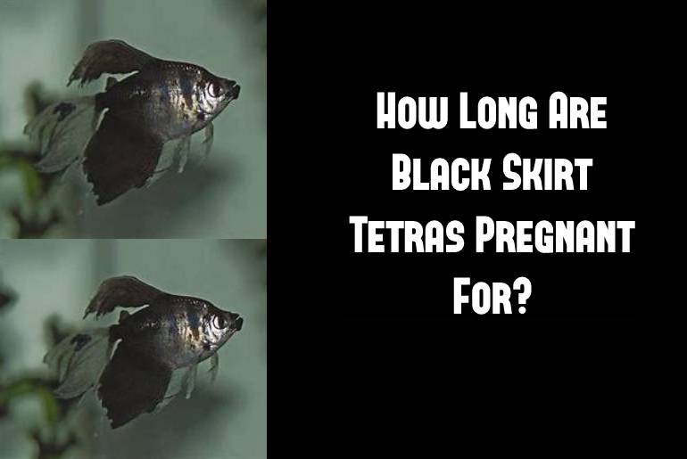 how long are black skirt tetra pregnant for