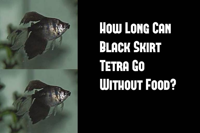 black skirt go without food