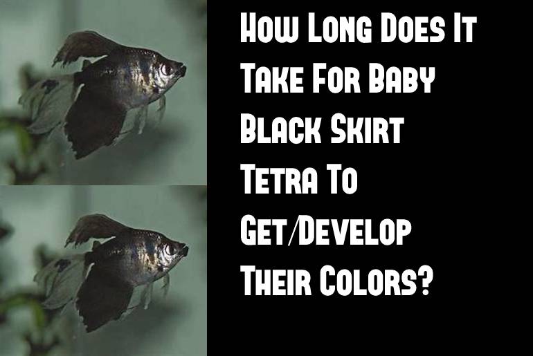 black skirt tetra develop colors