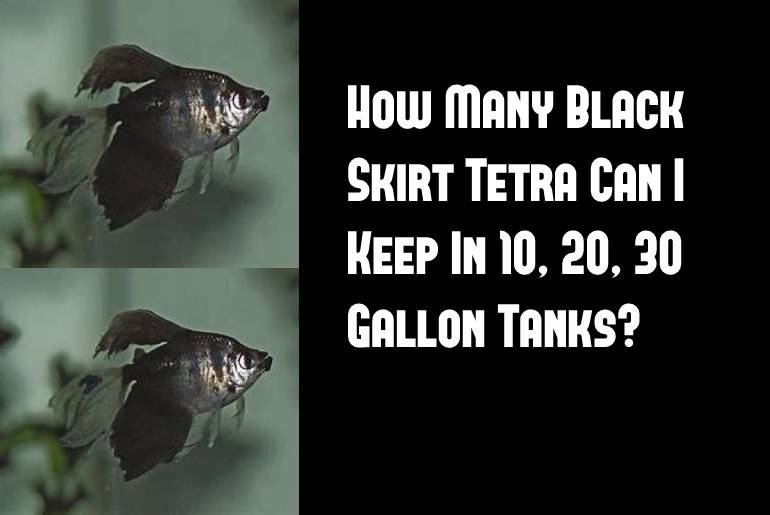 how many black skirt tetras