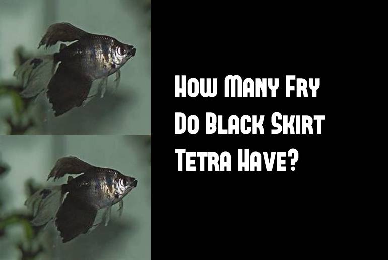 how many fry do black skirt tetra have