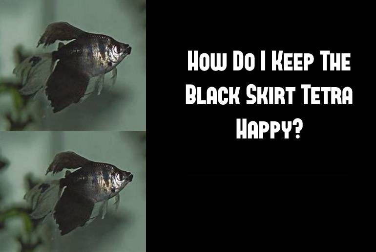 how to keep black skirt tetra happy