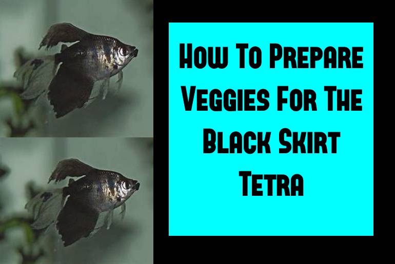 veggies for black skirt tetra