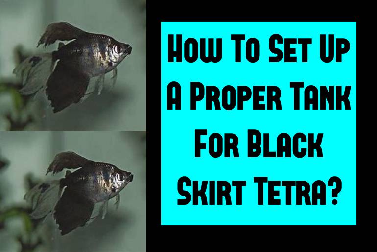 set up a tank for black skirt tetra