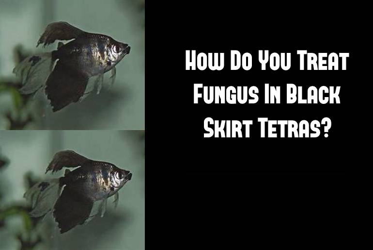 treat fungus in black skirt tetra