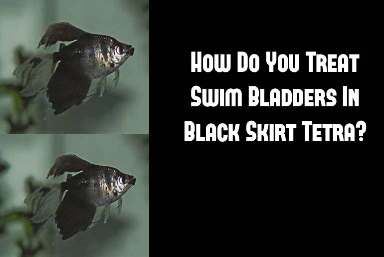 treat swim bladder disorder in black skirt tetras