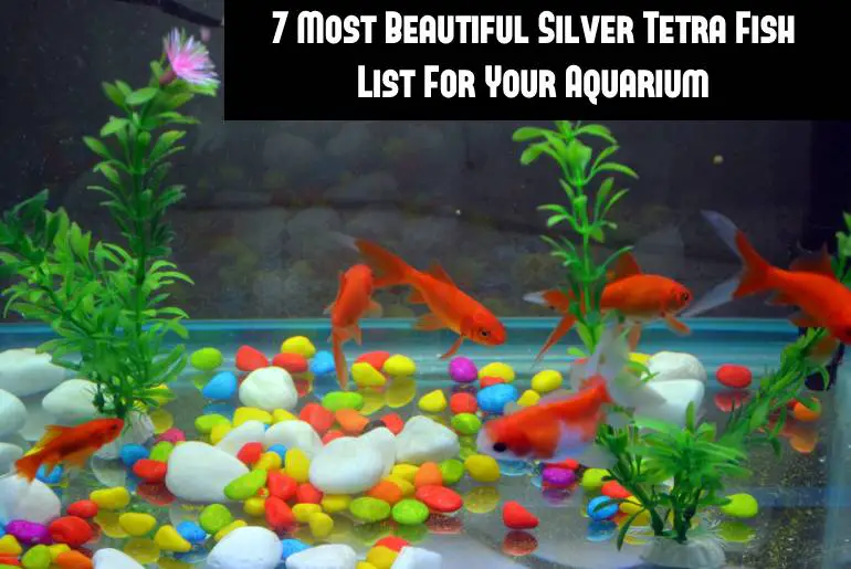 silver tetra fish list
