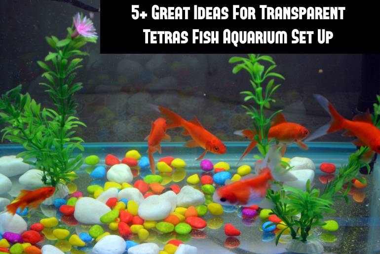 transparent tetra fish list